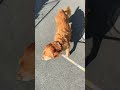 今朝のお散歩、気持ちよさそうな大型犬ウッディー キャバリア ゴールデンレトリバー ミックス犬 大型犬 12歳 chien 犬がいる暮らし 犬との暮らし 大型犬と暮らす