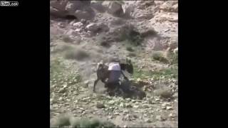 Poor Donkey Falls Off A Hill