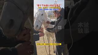 那个下水救人的白马走了… #short #shorts #shortvideo