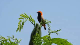 Black-winged red bishop Bird . Short Video 4K-UHD Birds Photography | Wildlife Animals