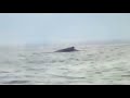 kayaker spots whale off staten island coast