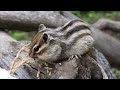 稲をひたすらもぐもぐするシマリスがかわいすぎる【オホーツクシマリス公園 北海道網走市】