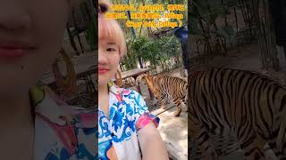 2023泰國自駕  Tiger Park  Pattaya老虎園，抱老虎 抓尾巴 抓腳 @BB.travel-life