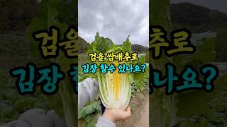 검율 쌈배추로 김장 할수 있나요?