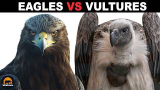 What Is The Difference Between Eagles And Vultures?