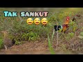 PIKAT AYAM HUTAN #pikatbetina