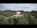 what makes a premium christmas tree primrose.co.uk