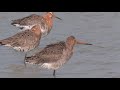 black tailed godwit grutto limosa limosa