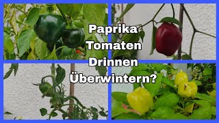 Überwintern von Tomaten, Paprika, wie, wo, was ist zu beachten?