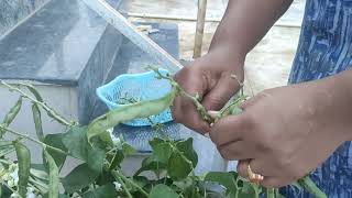 Harvesting  chettu chikkudu in my terrace garden...  Organically grown... Broad beans