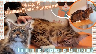 MAINE COON trimmen met kattenkruid en valeriaan, KATVRIENDELIJKE trimbehandeling | 90