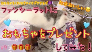 🐁ファンシーラットにおもちゃをあげてみた🐁＃９