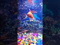 aquarium goldfish fishes aquariumfish