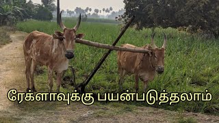 பர்கூர் காளை விற்பனைக்கு ரேக்ளா  உழவு  பழக்கம் cowsales #cow#cowsales#sunfarms