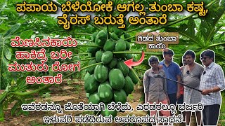 Successful PAPAYA with no Virus | with CHILLI as Intercrop at Doddaballapur | Success story