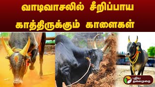 விறுவிறுப்பாக தயாராகும் களம்... வாடிவாசலில் சீறிப்பாய காத்திருக்கும் காளைகள் | Palamedu Jallikattu