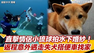 直擊情侶小琉球拍水下婚紗！　返程意外遇走失犬搭便車找家｜三立新聞網 SETN.com