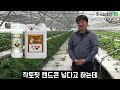 한국농수산tv 3천 평 3억 매출의 딸기농사 비법이 이거라고 경남 진주