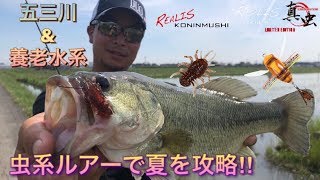 【五三川】トップ炸裂‼︎虫系ルアーで夏を攻略♫【カチョーの釣りチャンネル！第１部】