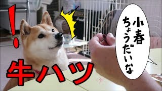 柴犬小春　【またもや二度見ｗ】牛ハツのおやつを飼い主が横取りするふりをした時のリアクションが本気ｗ