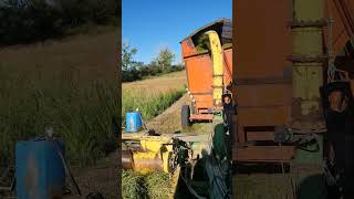 John Deere 38 silage chopper putting up alfalfa Hayliage. #Hayliage