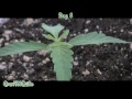 medical marijuana grow day 4 8 week 2