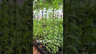 植物的生长都有一个过程，疯狂的生长季节，当然要记录下来 #爱生活爱养花 #石斛兰 #好看的花一定要分享给你 #石斛 #兰花 #养花人的乐趣 #花与生活 #花卉绿植 #兰花欣赏