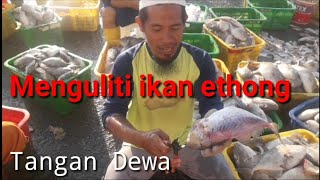 Cara menguliti ikan jeruk/ethong#Sobo #Alas