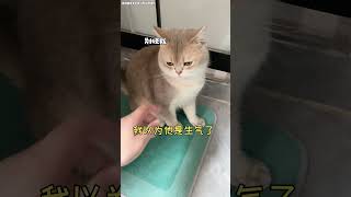 【鈍鈍的日常】你們有聽過這個忌諱嗎？ #tiktok #cat #cutecats