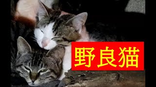 睡魔に耐える猫【野良猫 地域猫】#25