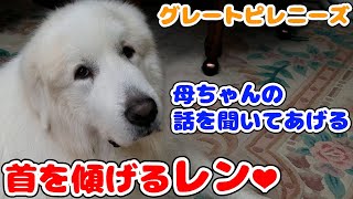 【グレートピレニーズ】母ちゃんの言葉分かる　聞き上手なレン【超大型犬】