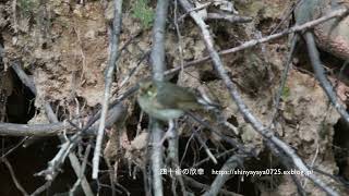 コルリ♀ 餌運び＆地鳴き