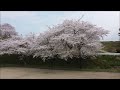 桜の空撮（第２弾）