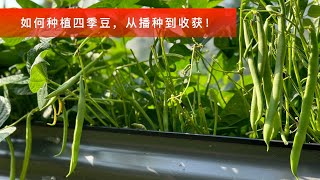 种植四季豆，从播种到收获！grow round beans from seeds