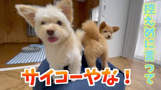 【ミックス犬】クッション好きの愛犬にビーズソファ買ってみた！