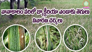 Management of bacterial leaf blight in rice వానాకాలం వరిలో బ్యాక్టీరియా ఎండాకు తెగులు నివారణ చర్యలు