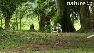 Verreaux's sifaka jumping across the ground, Madagascar.