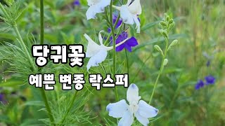 예쁜 락스퍼 변종 #색감이 신비스런 에린지움