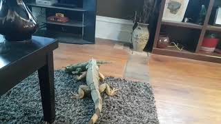 Iguana attack