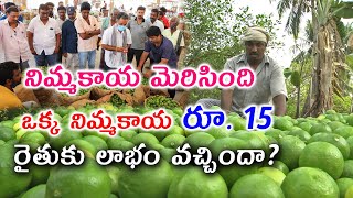 ఒక నిమ్మకాయ ధర రూ. 15 || సంతృప్తిగా లేని నిమ్మ రైతు || One Lemon Rs. 15 in Market || Karshaka Mitra