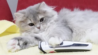 A fluffy cat with paw hair cut with hair clippers