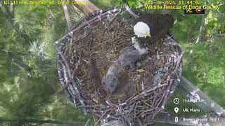 WRDC Eagle Nest Cam 30.01.2025 11:35