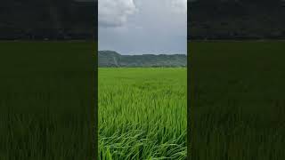 Paddy leaves ripple as storm arrives. Because all things dance in the right time. #manipur #nature