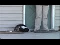 sebastian skunk s walk in the wind nature s nursery