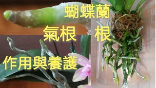 蘭花根部養護 氣根可以種到容器裡面嗎？氣根又有什麼作用?