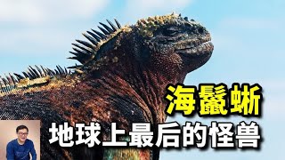 海鬣蜥：最像怪兽的真实生物，能量摄入改变大小，变身哥斯拉？