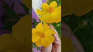 బంతి లో  enkoka variety puvvulu.♥️..🌼 Maharashtra..🌼🌼♥️#telugushorts#ytstudio#viralvideo ....