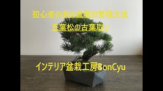 盆栽初心者の方必見！五葉松の古葉取り方法　インテリア盆栽工房BonCyu