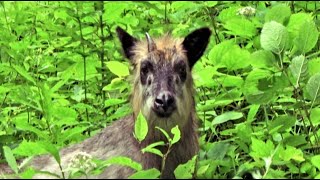 特別天然記念物ニホンカモシカ発見