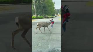 Deer with Yard Decor Stuck in Antlers